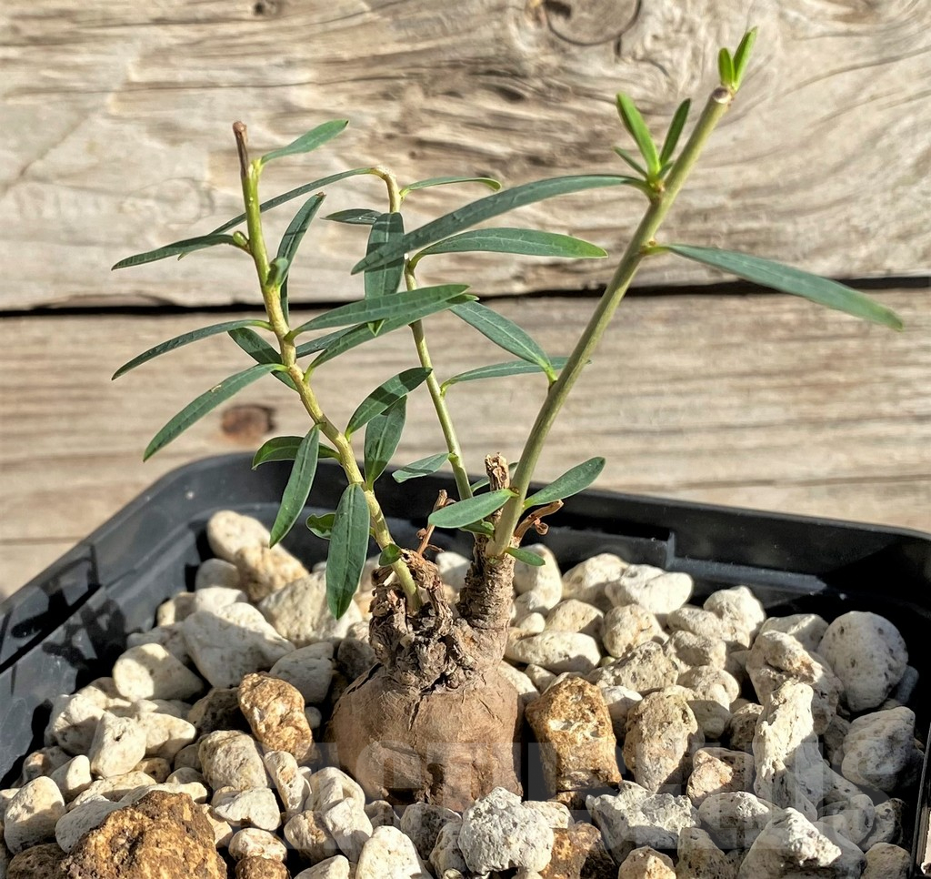 SHPR33593 Euphorbia bongensis - Image 2