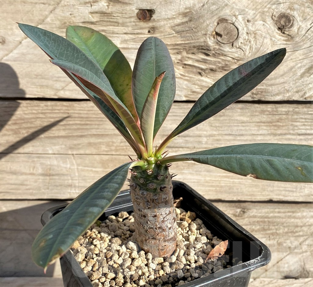 SHPR33594 Euphorbia pachypodioides