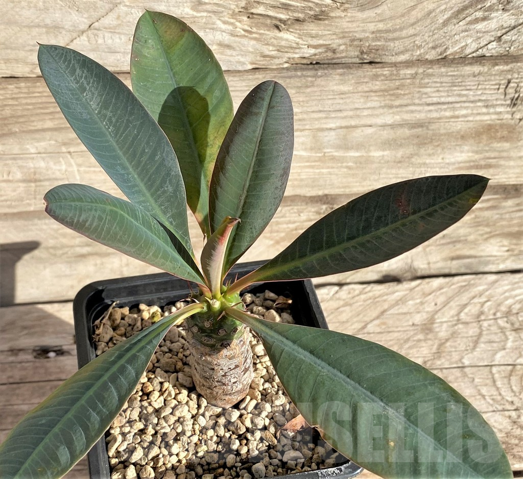 SHPR33594 Euphorbia pachypodioides - Image 2