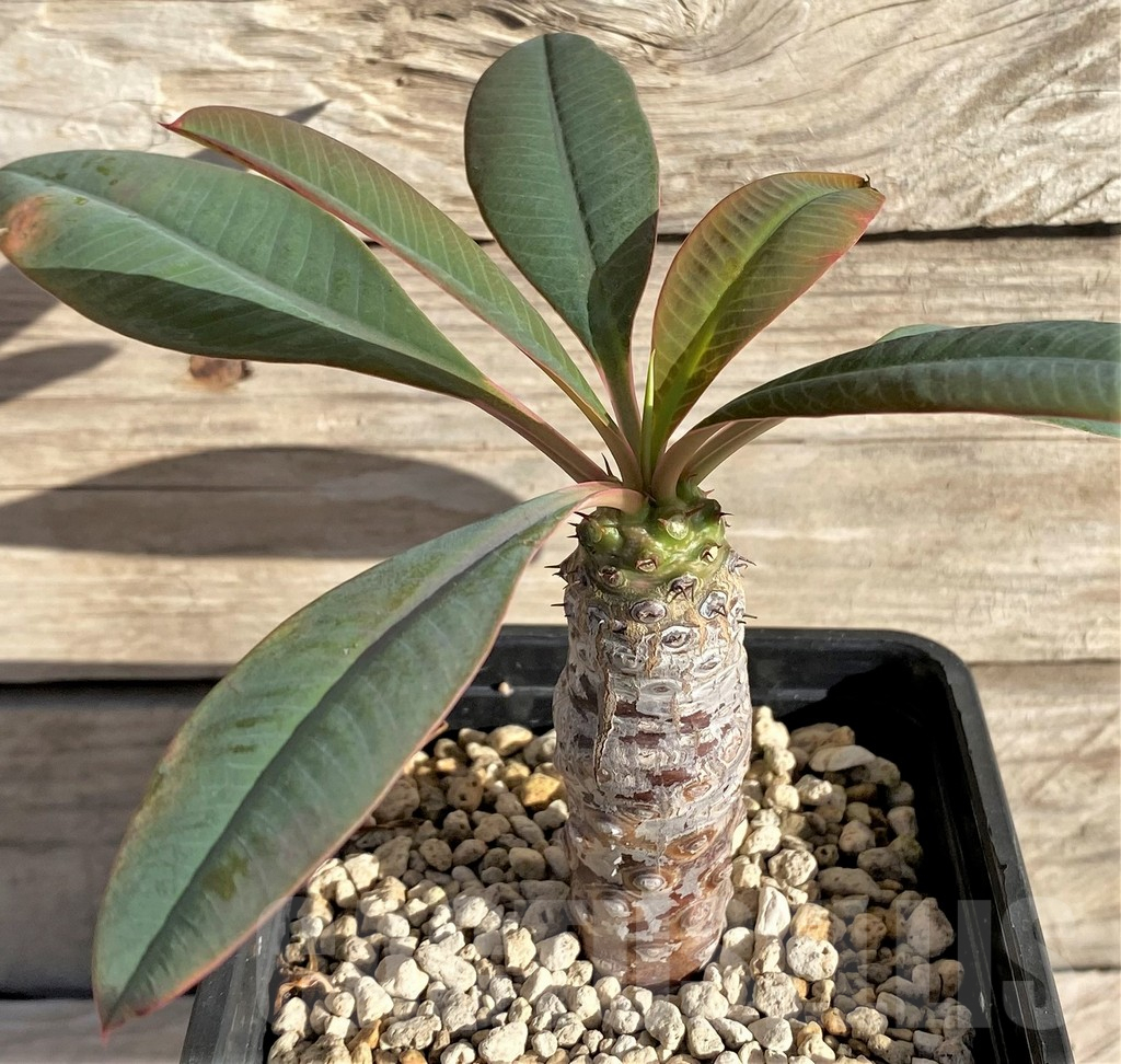 SHPR33595 Euphorbia pachypodioides - Obrázek 2