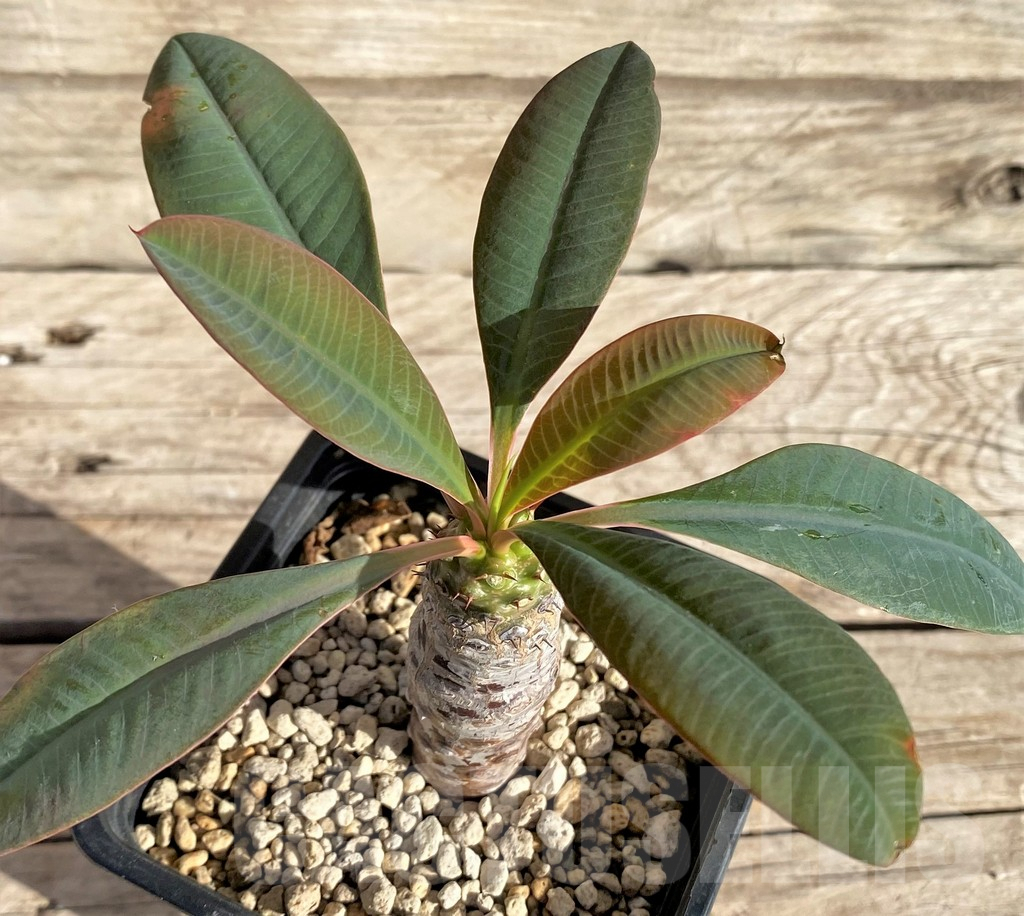 SHPR33595 Euphorbia pachypodioides