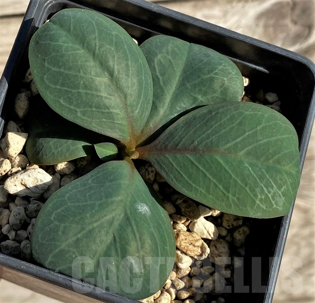 SHPR33596 Monadenium orobanchoides