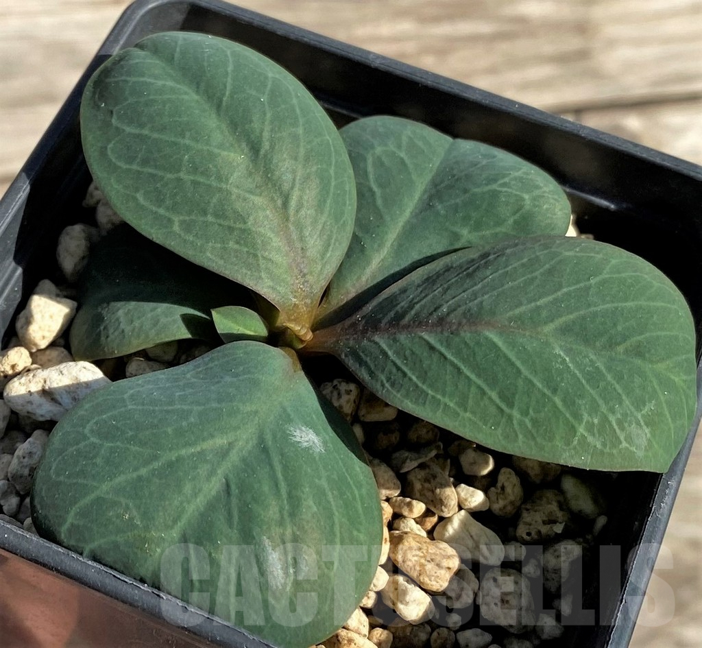 SHPR33596 Monadenium orobanchoides - Image 2