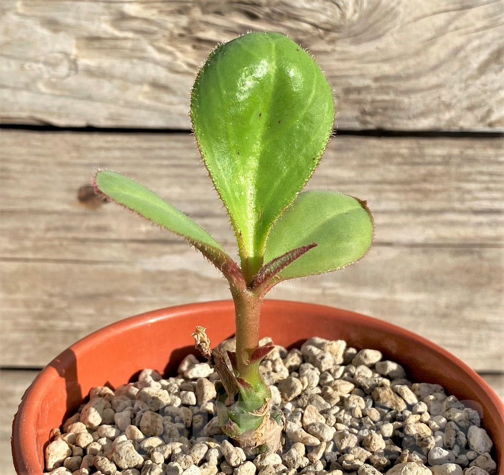 SHPR33598 Monadenium echinulatum