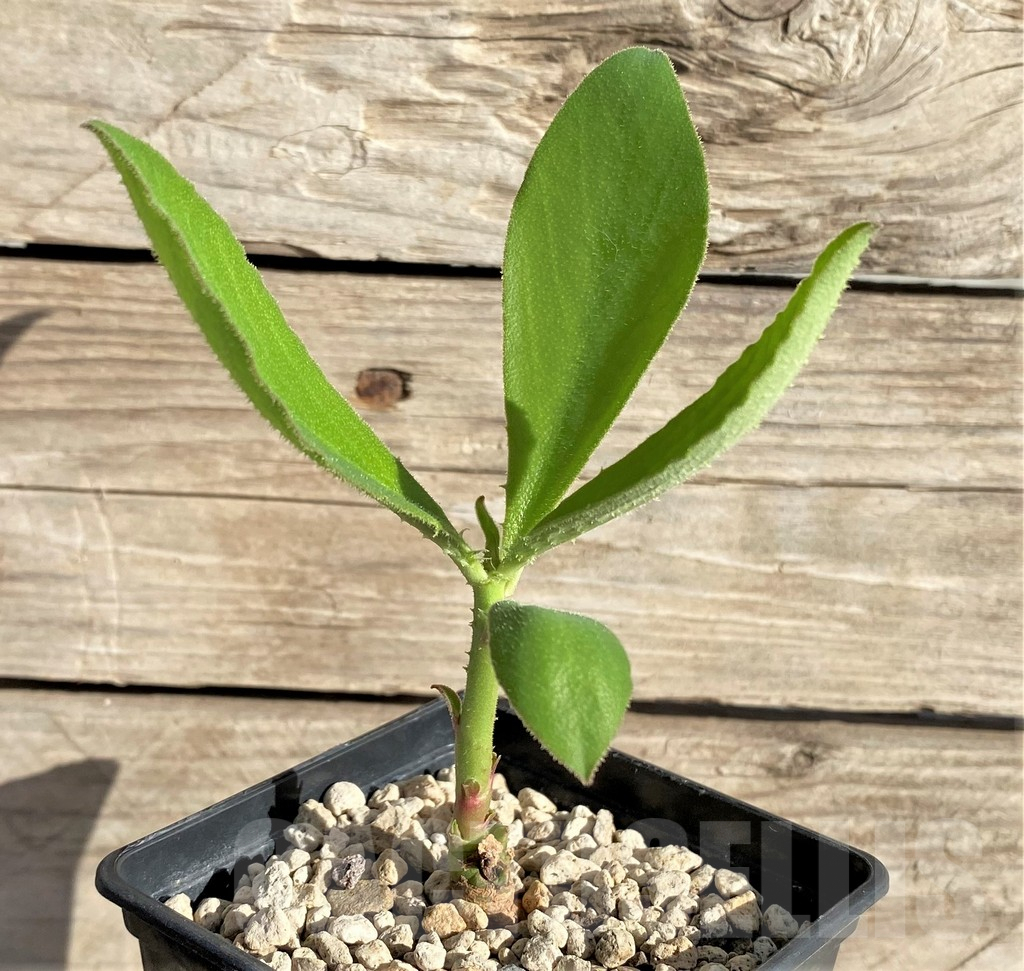 SHPR33600 Monadenium aff. goetzei