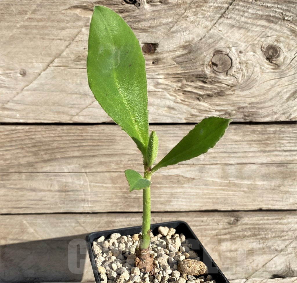 SHPR33601 Monadenium aff. goetzei