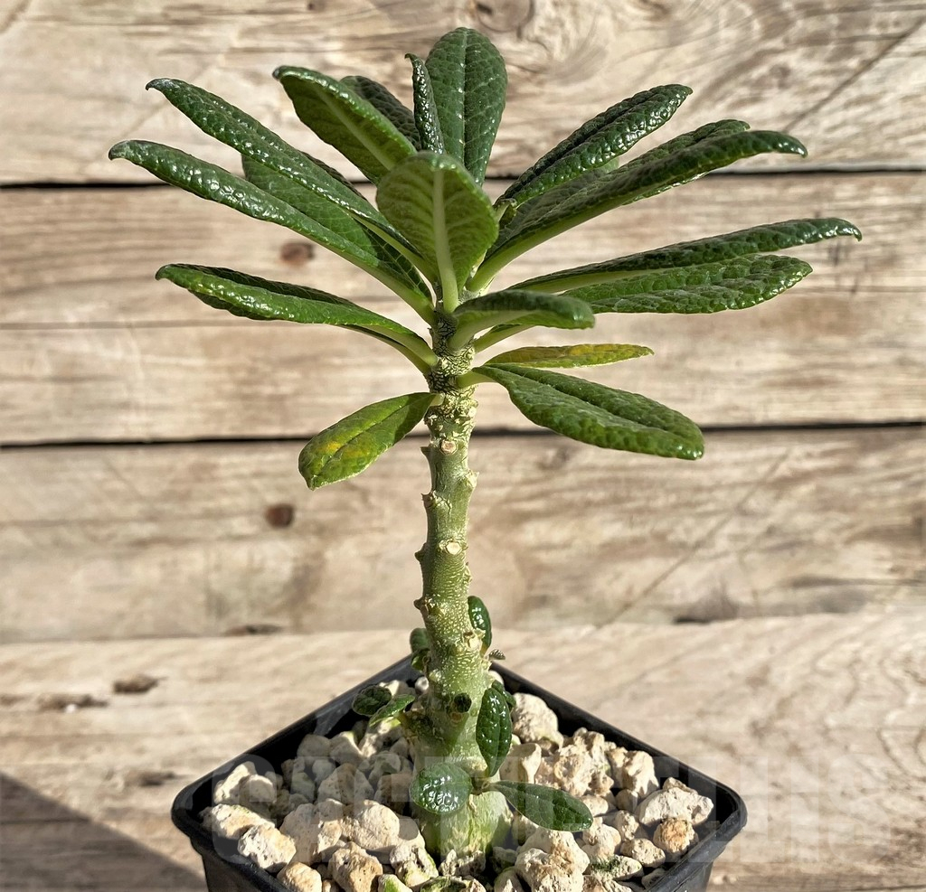 SHPR33604 Dorstenia gigas - Image 2