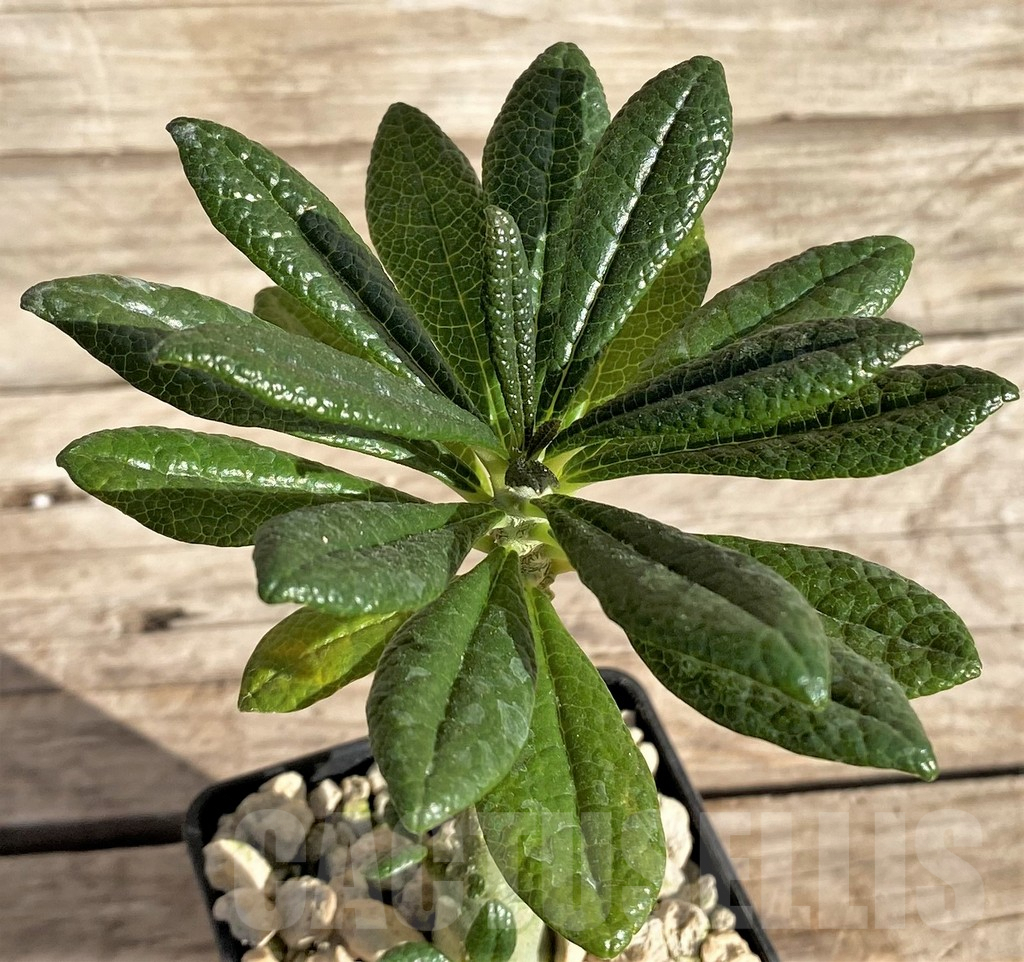 SHPR33604 Dorstenia gigas