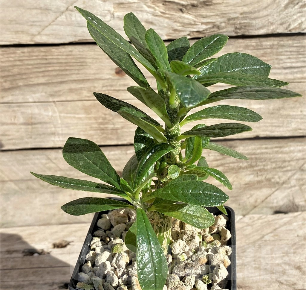 SHPR33605 Dorstenia gigas