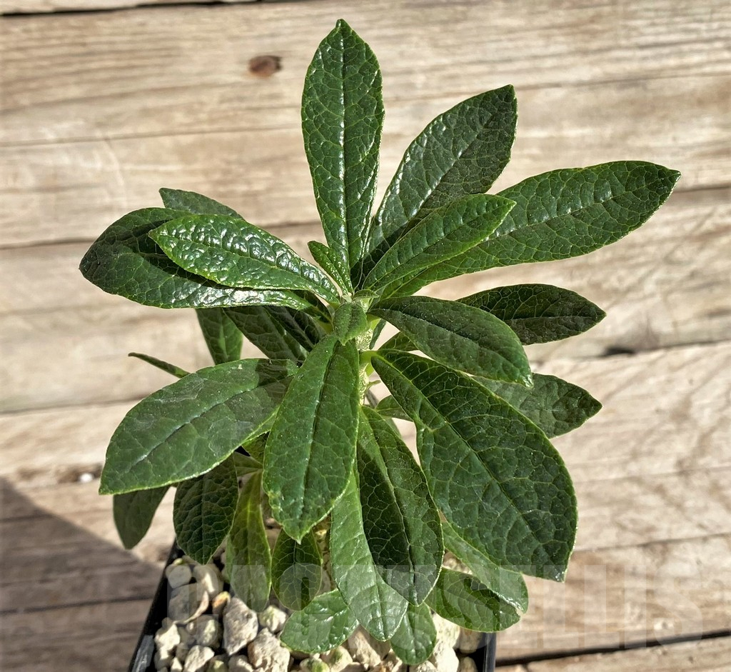 SHPR33605 Dorstenia gigas - Image 2