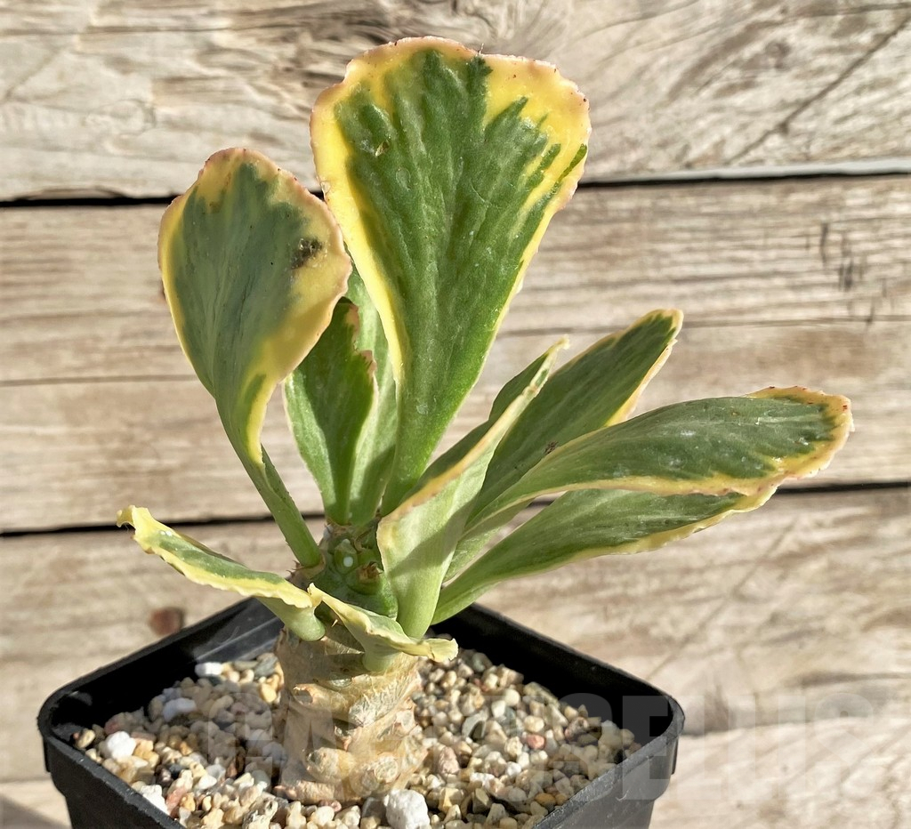 SHPR33606 Euphorbia poissonii f. variegata