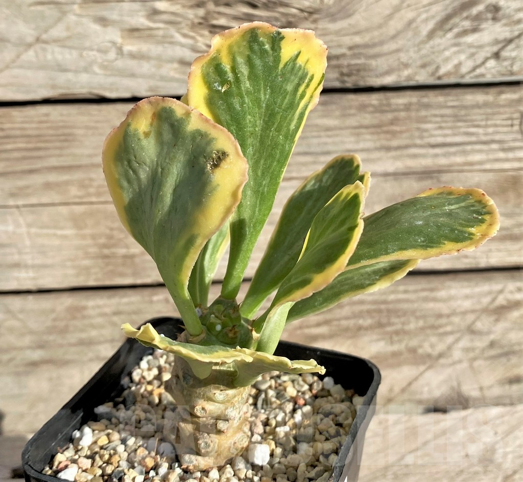 SHPR33606 Euphorbia poissonii f. variegata - Obrázek 2