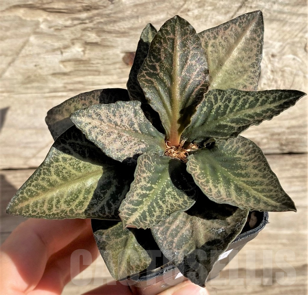 SHPR33607 Euphorbia francoisii hybrid