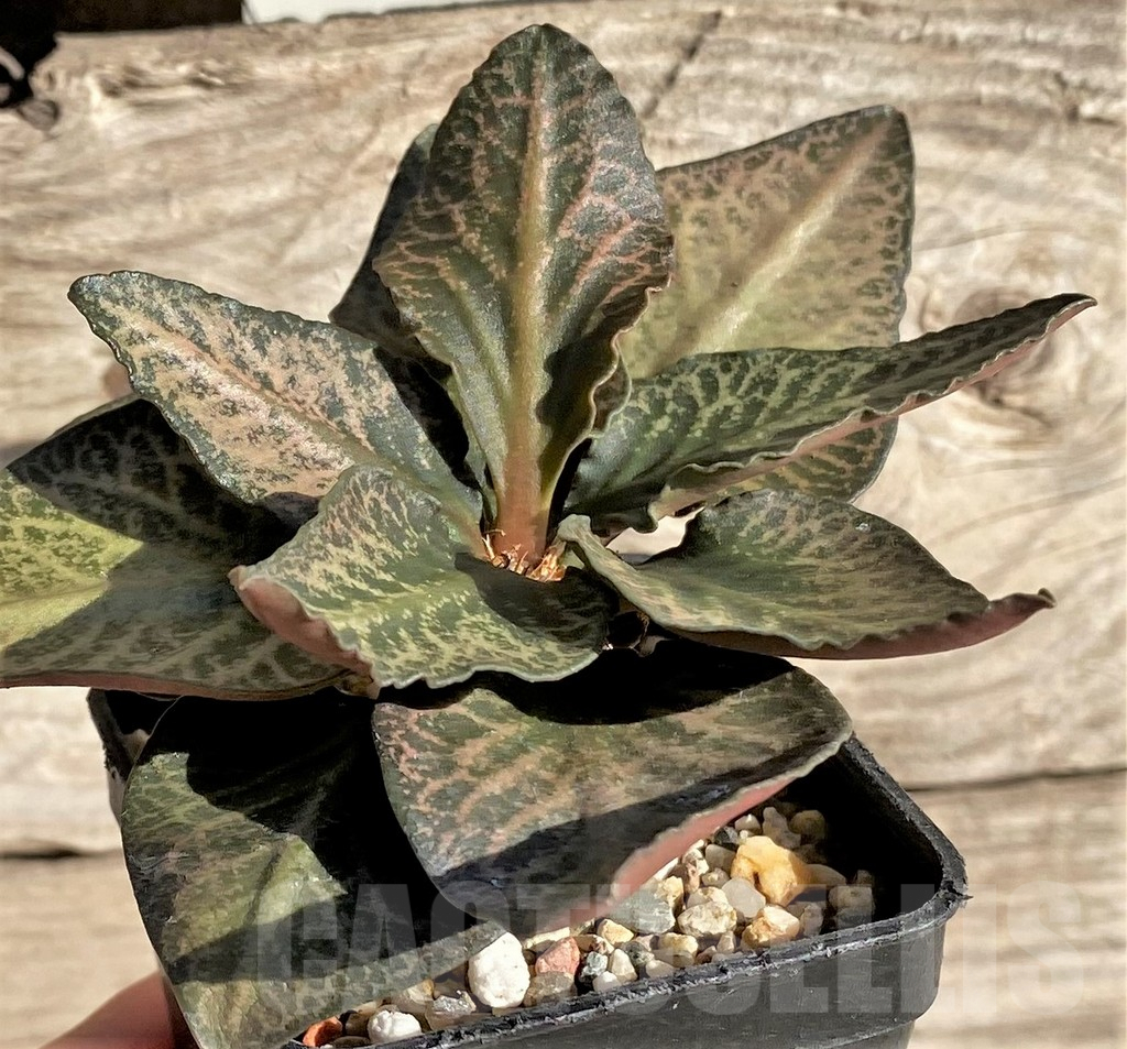 SHPR33607 Euphorbia francoisii hybrid - Imagen 2