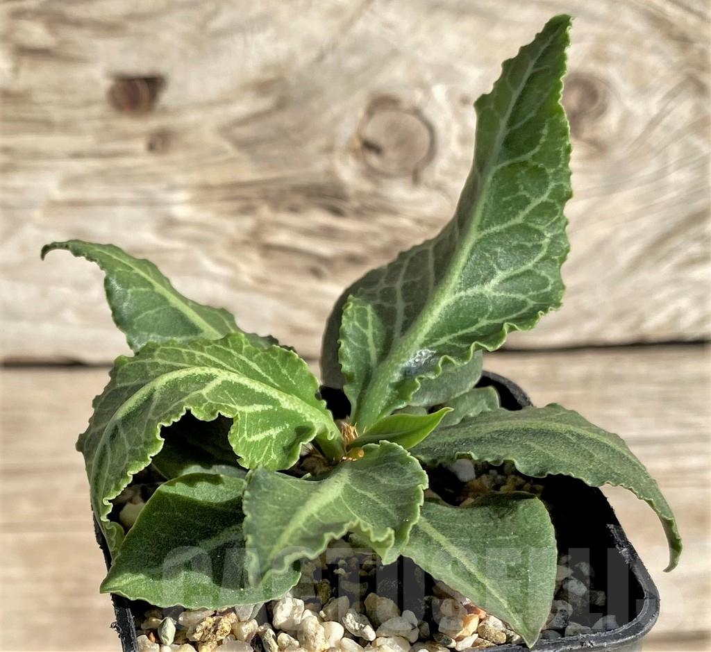 SHPR33608 Euphorbia francoisii hybrid - Imagen 2