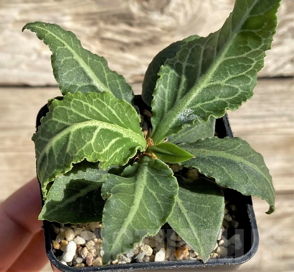 SHPR33608 Euphorbia francoisii hybrid