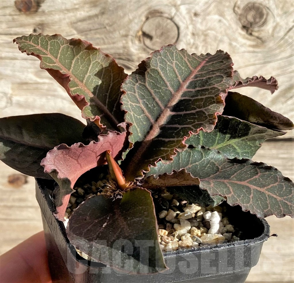 SHPR33609 Euphorbia francoisii hybrid - immagine 2