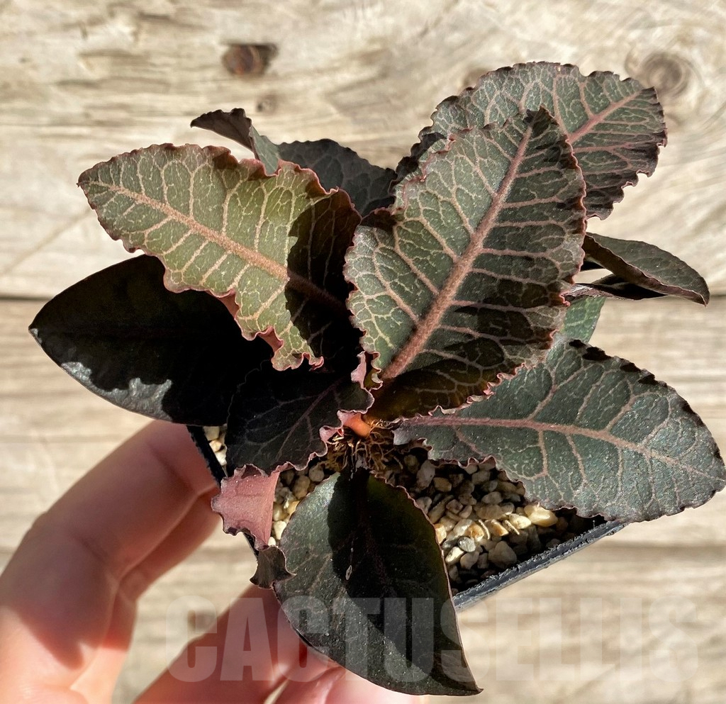 SHPR33609 Euphorbia francoisii hybrid