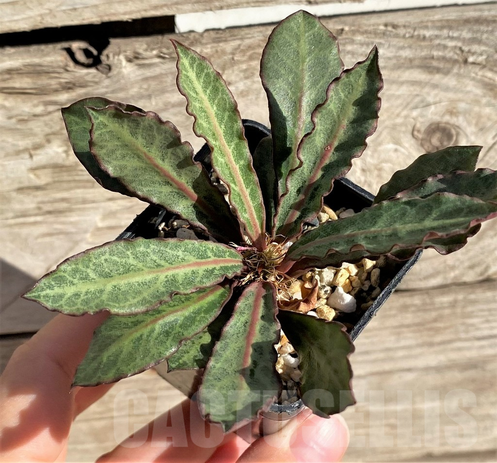 SHPR33610 Euphorbia francoisii hybrid - immagine 2