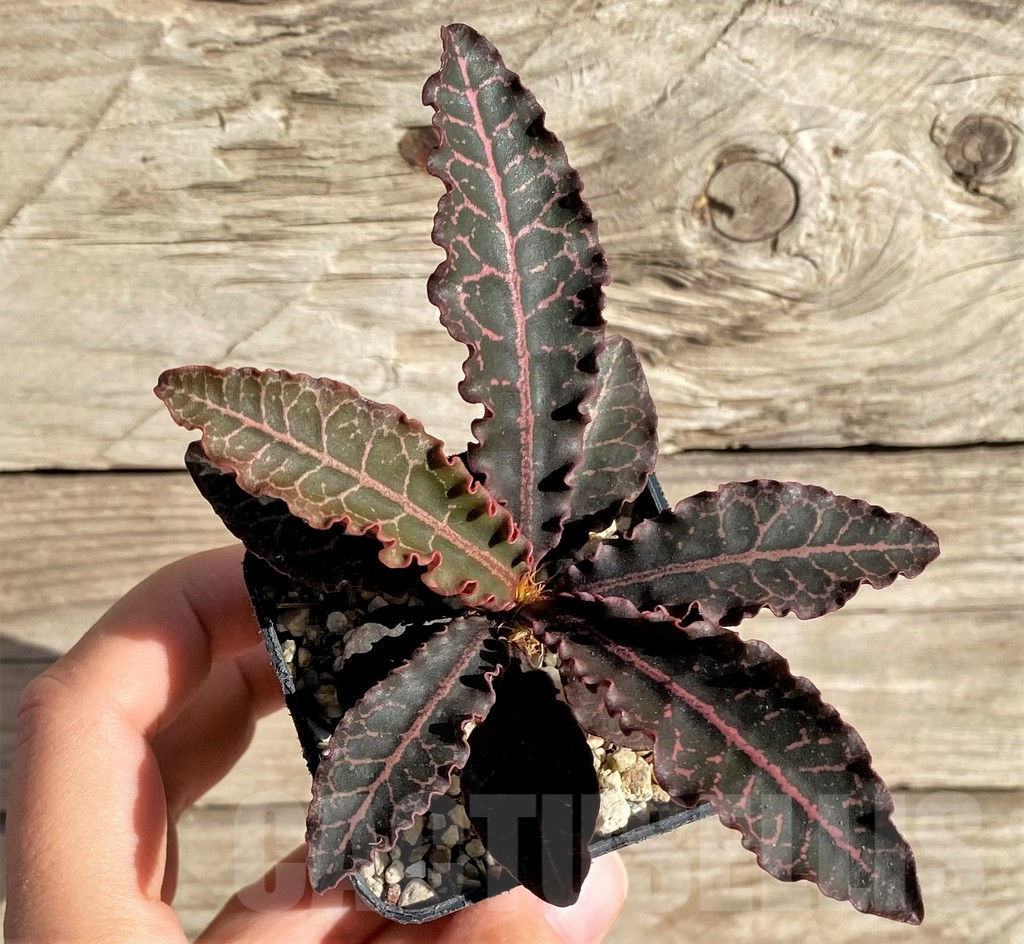 SHPR33611 Euphorbia francoisii hybrid - immagine 2