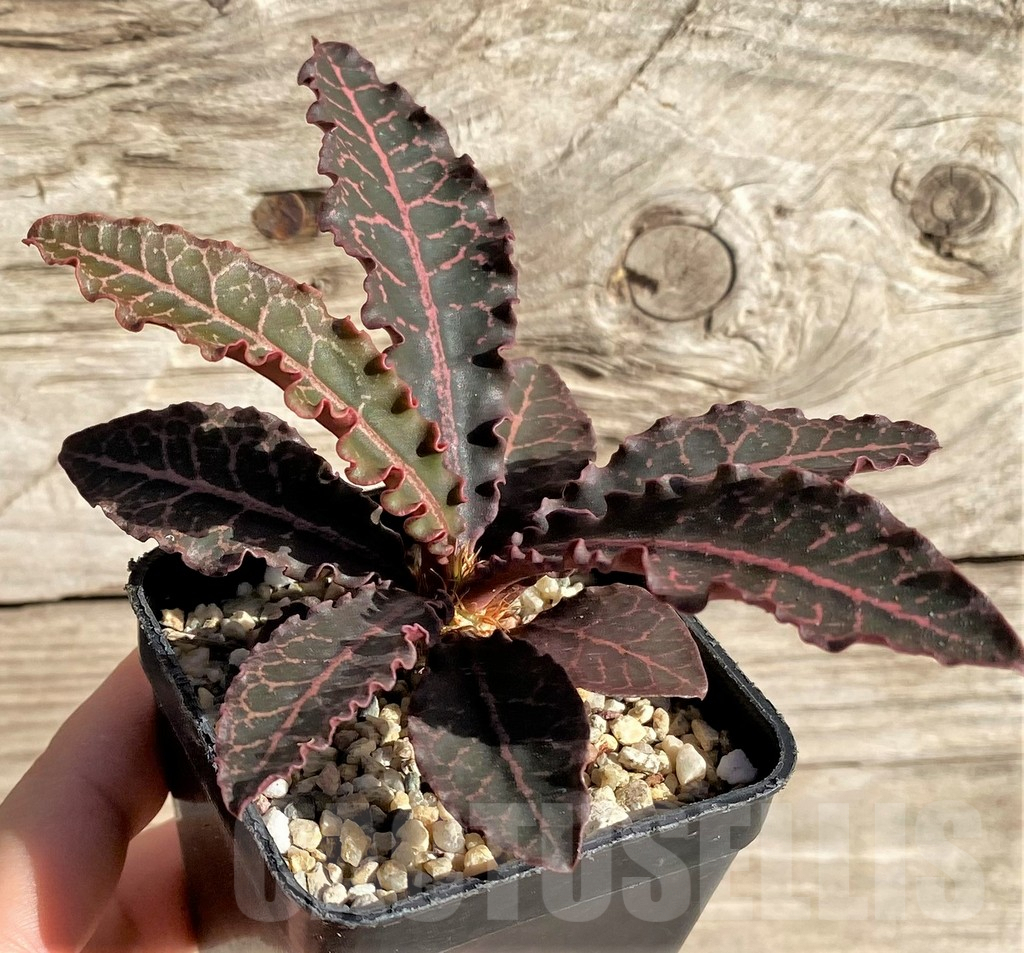 SHPR33611 Euphorbia francoisii hybrid