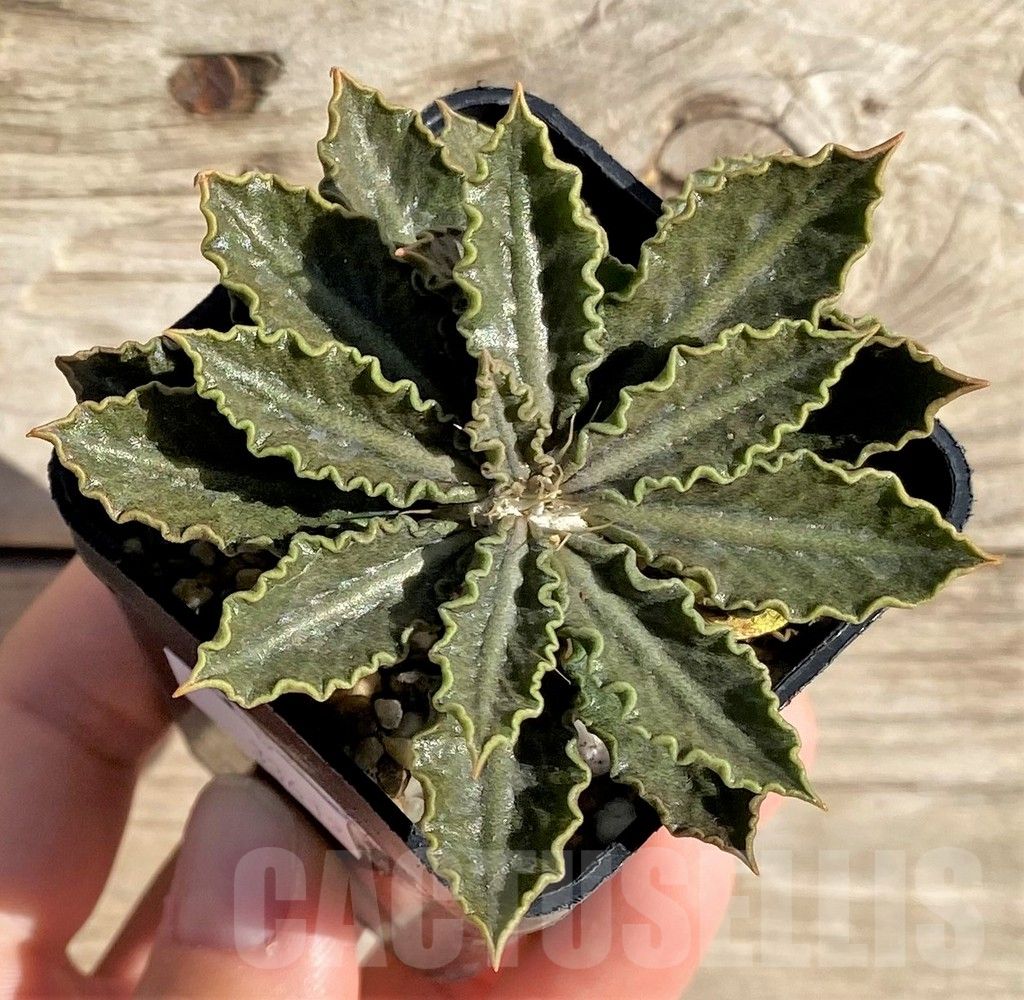 SHPR33612 Euphorbia tulearensis