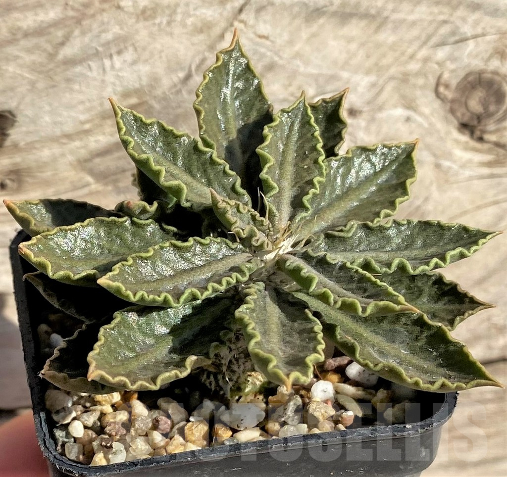 SHPR33612 Euphorbia tulearensis - Obrázek 2