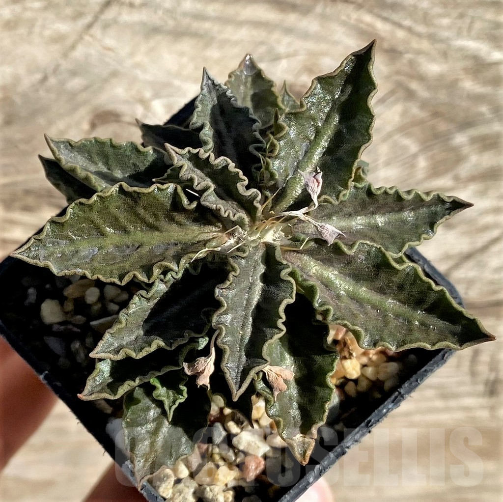 SHPR33613 Euphorbia tulearensis