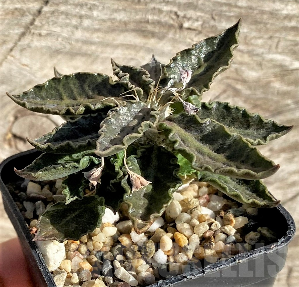 SHPR33613 Euphorbia tulearensis - Obrázek 2