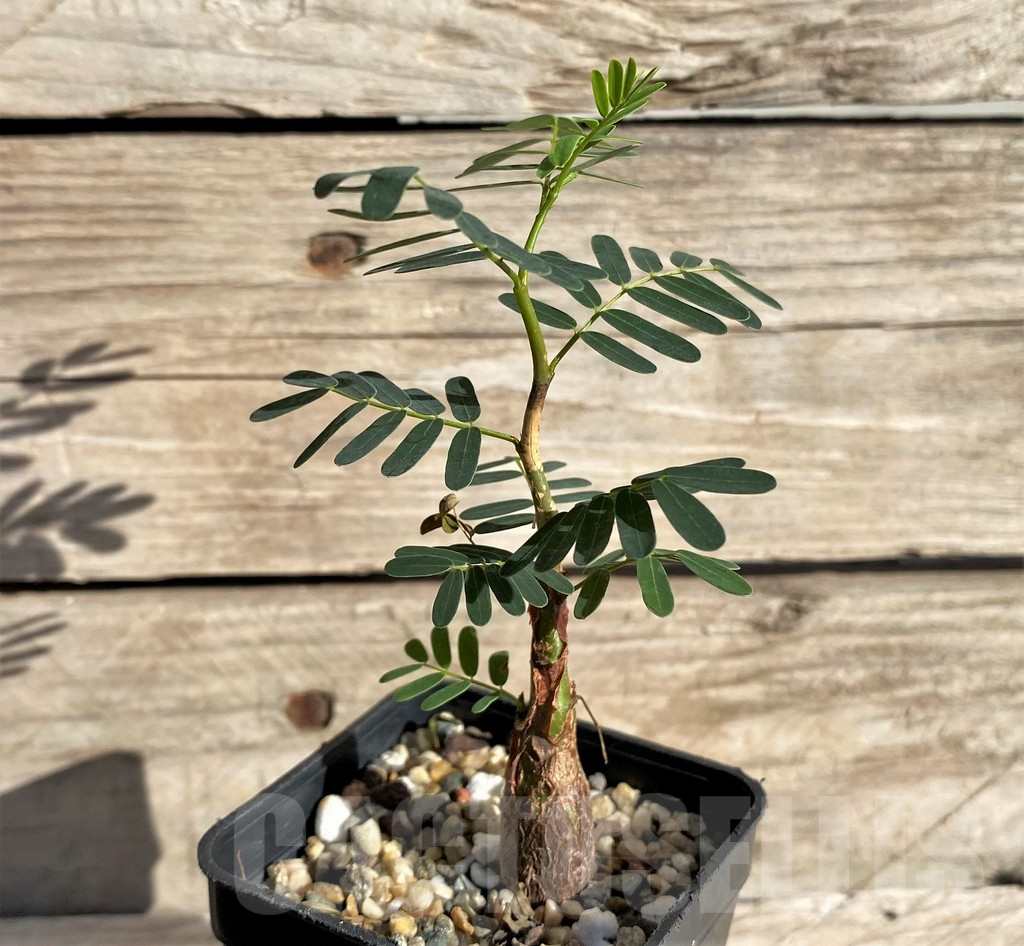 SHPR33615 Senna meridionalis - Image 2