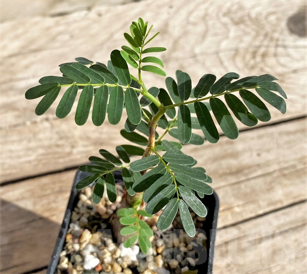 SHPR33615 Senna meridionalis