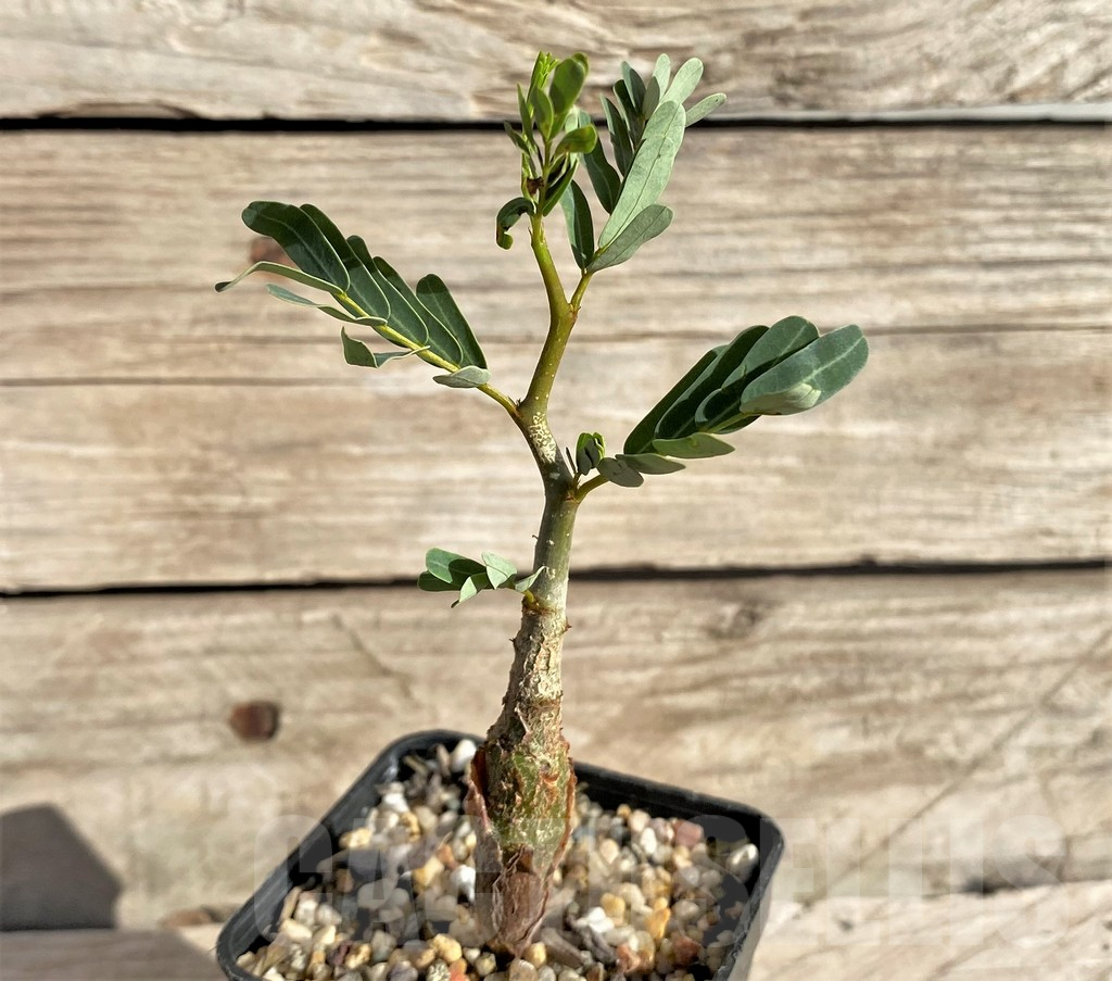 SHPR33616 Senna meridionalis