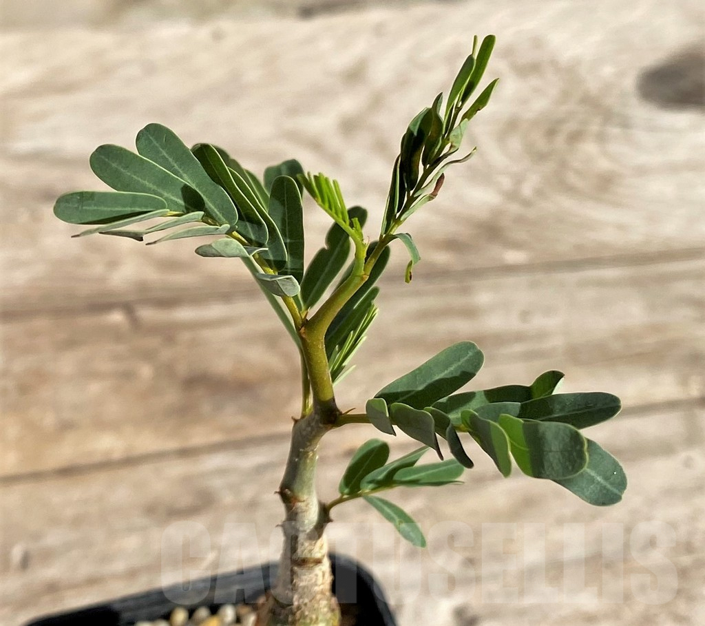 SHPR33616 Senna meridionalis - Image 2