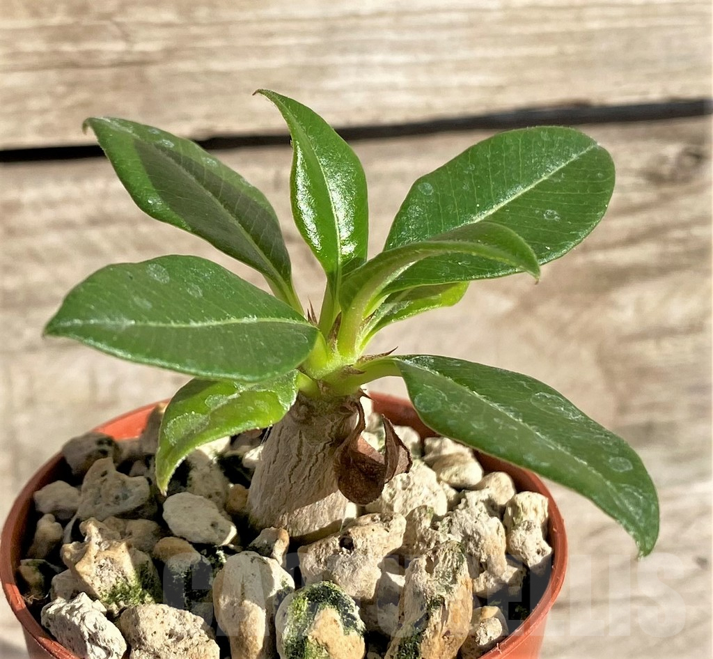 SHPR33621 Pachypodium baronii v. windsorii