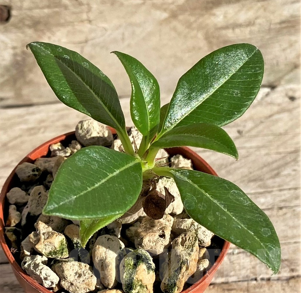 SHPR33621 Pachypodium baronii v. windsorii - Image 2