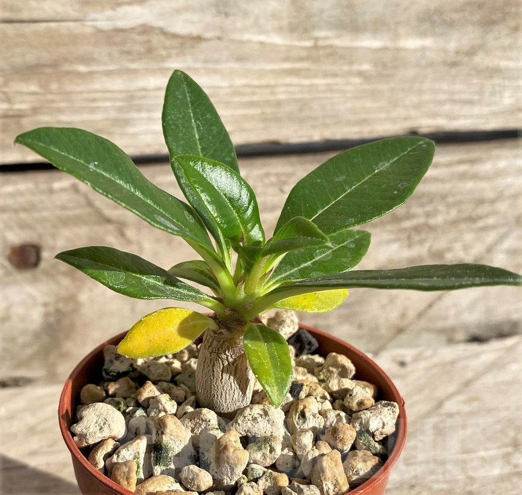 SHPR33622 Pachypodium baronii v. windsorii - Image 2