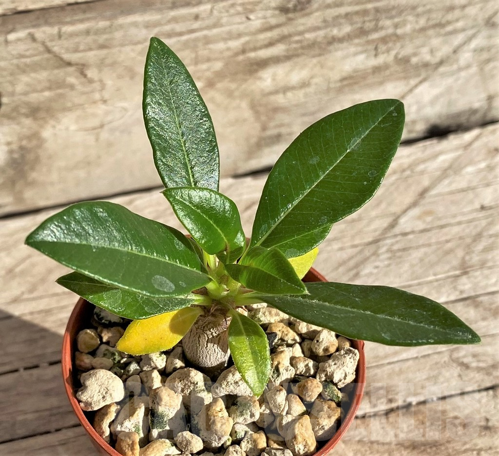 SHPR33622 Pachypodium baronii v. windsorii