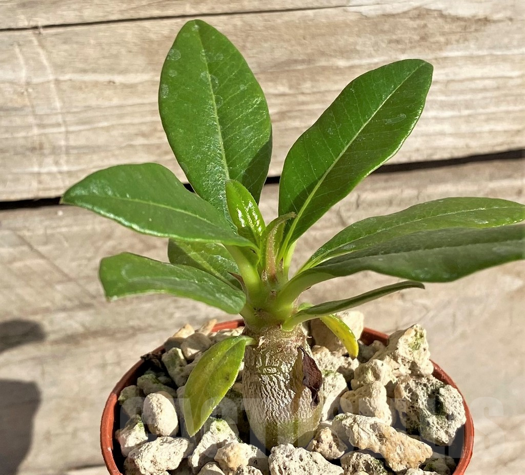 SHPR33623 Pachypodium baronii v. windsorii