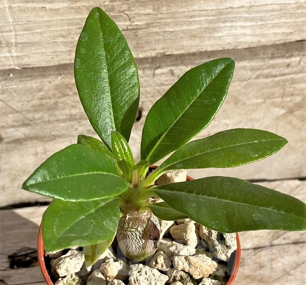 SHPR33623 Pachypodium baronii v. windsorii - Obrázek 2