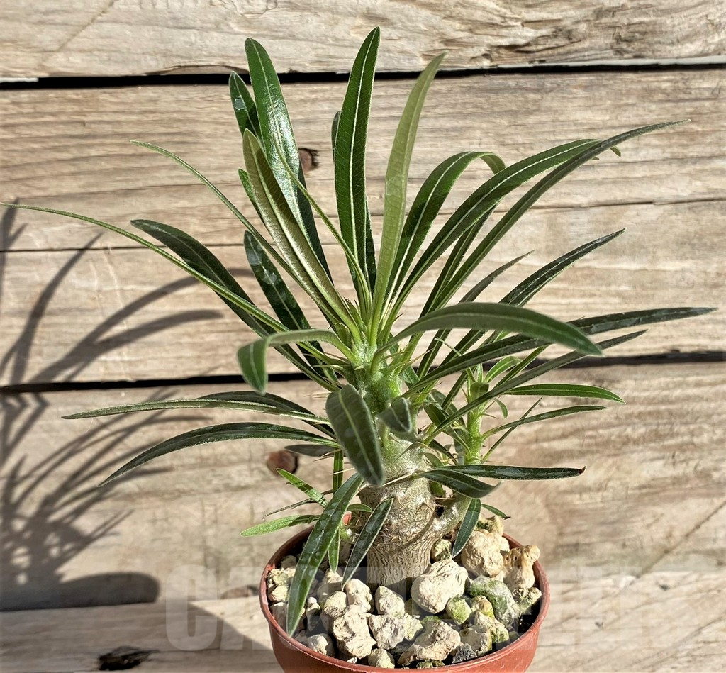 SHPR33624 Pachypodium rosulatum v. gracilius