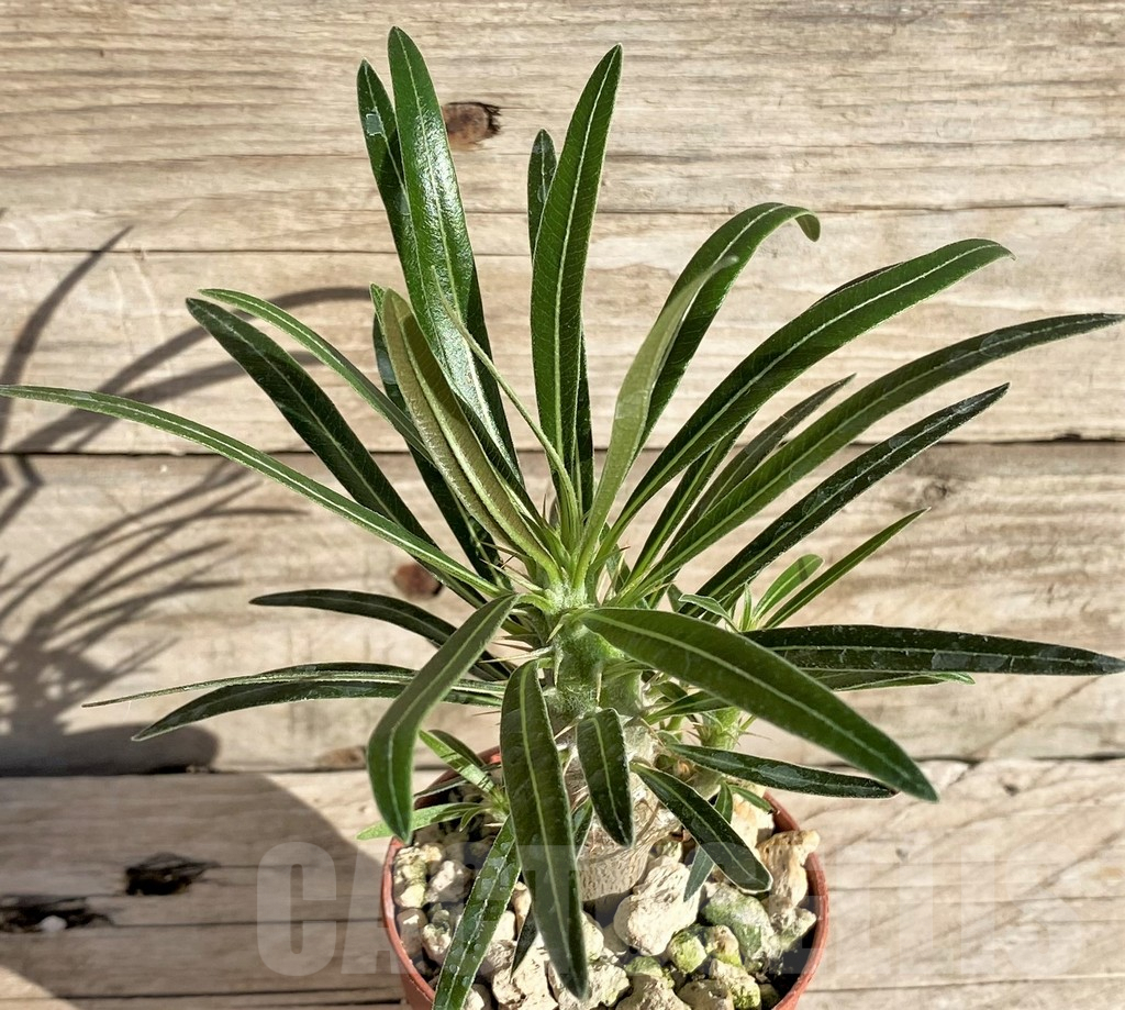 SHPR33624 Pachypodium rosulatum v. gracilius - Imagen 2