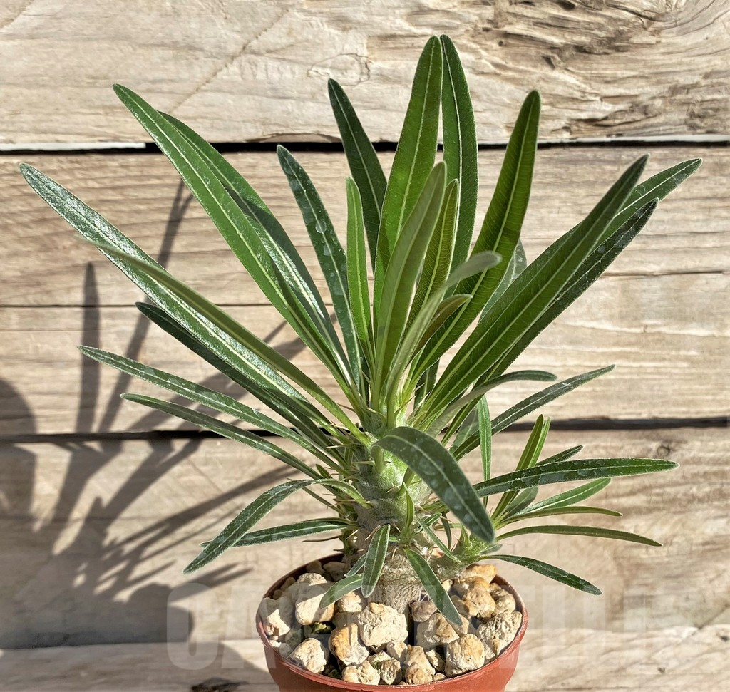 SHPR33625 Pachypodium rosulatum v. gracilius