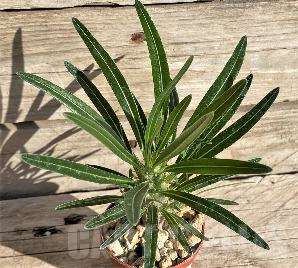 SHPR33625 Pachypodium rosulatum v. gracilius - Image 2