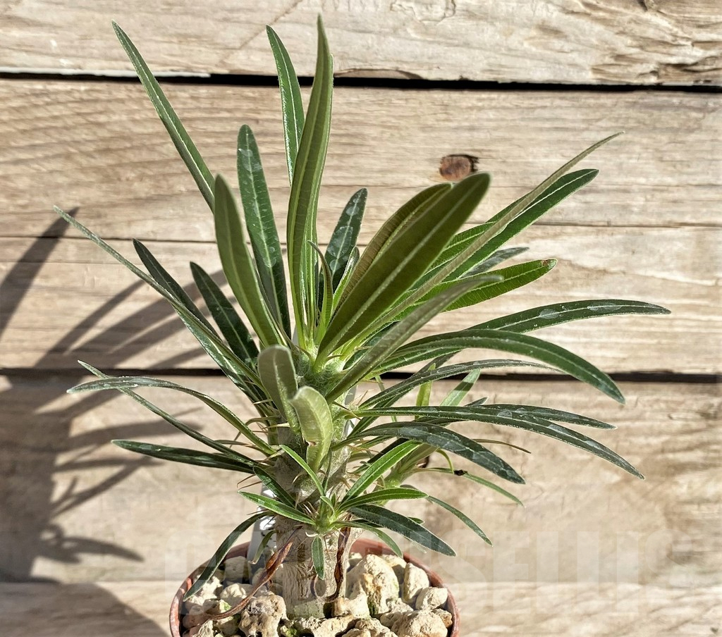 SHPR33627 Pachypodium rosulatum v. gracilius