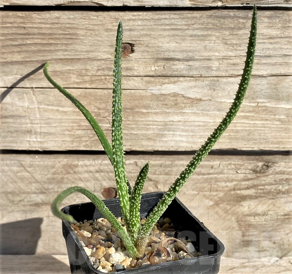 SHPR33629 Aloe delicatifolia - Obrázek 2