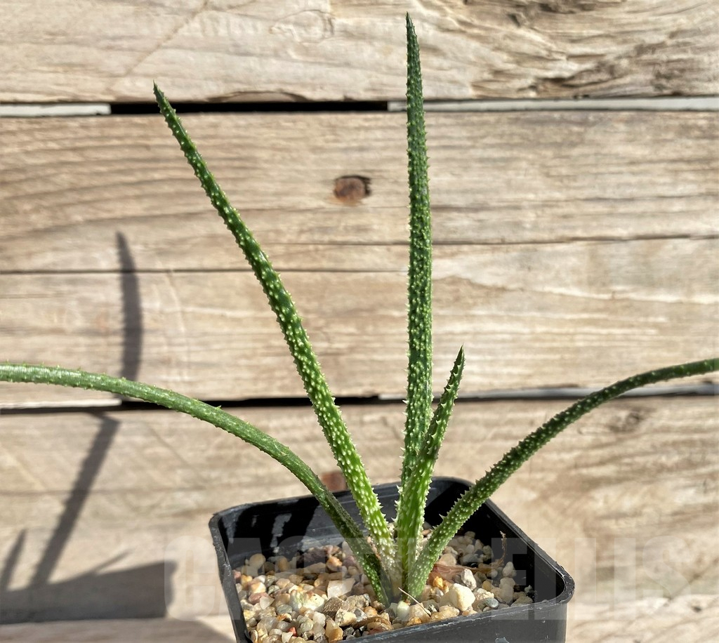 SHPR33629 Aloe delicatifolia