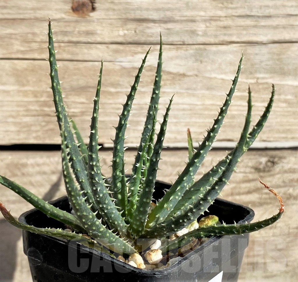 SHPR33630 Aloe florenceae - Image 2