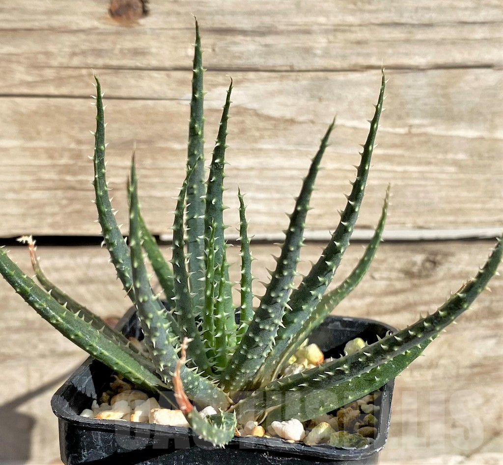 SHPR33630 Aloe florenceae
