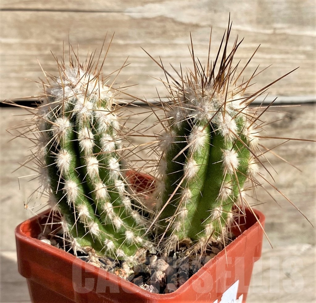 SHPR33632 Eulychnia saint-pieana - Image 2