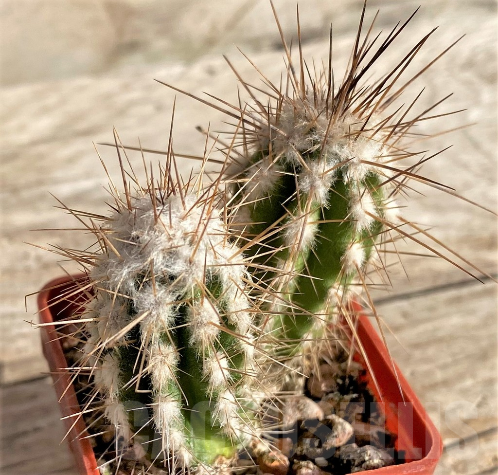 SHPR33632 Eulychnia saint-pieana